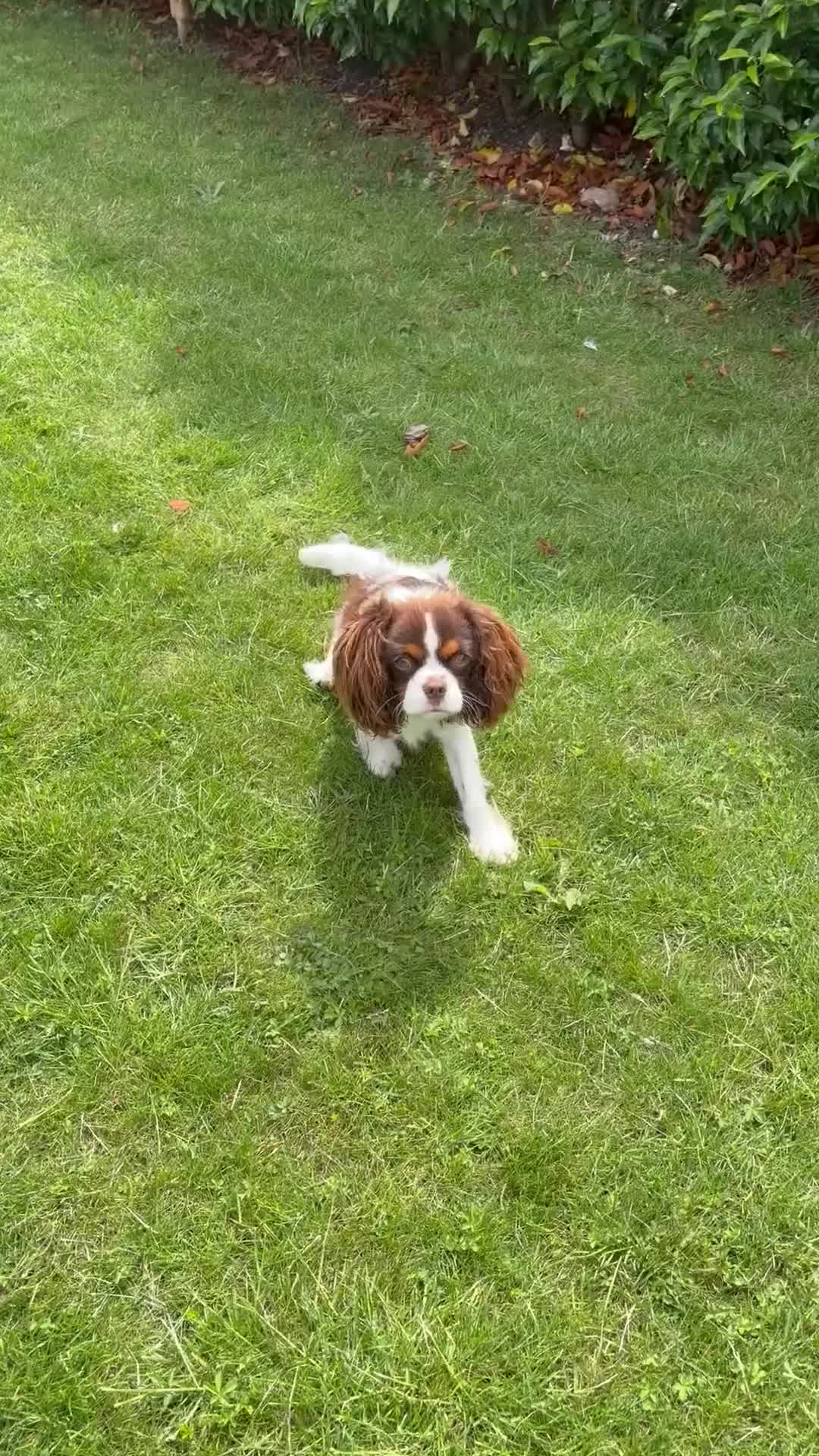 Cavalier King Charles Spaniel dogs for sale: Beautiful Tri colour King Charles 7 months old in Brighton - Video 2