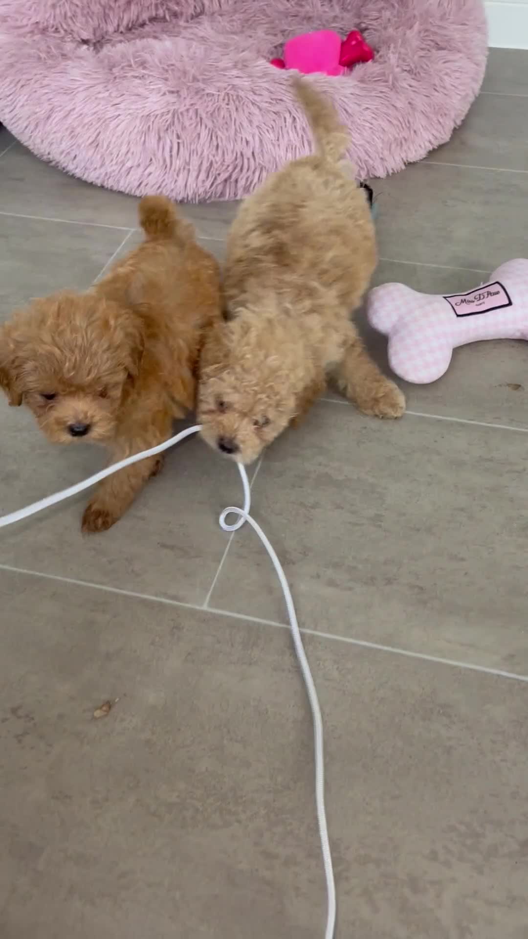 Maltipoo dogs for sale: Tiny toy teddy faced Maltipoo puppies  - Video 2