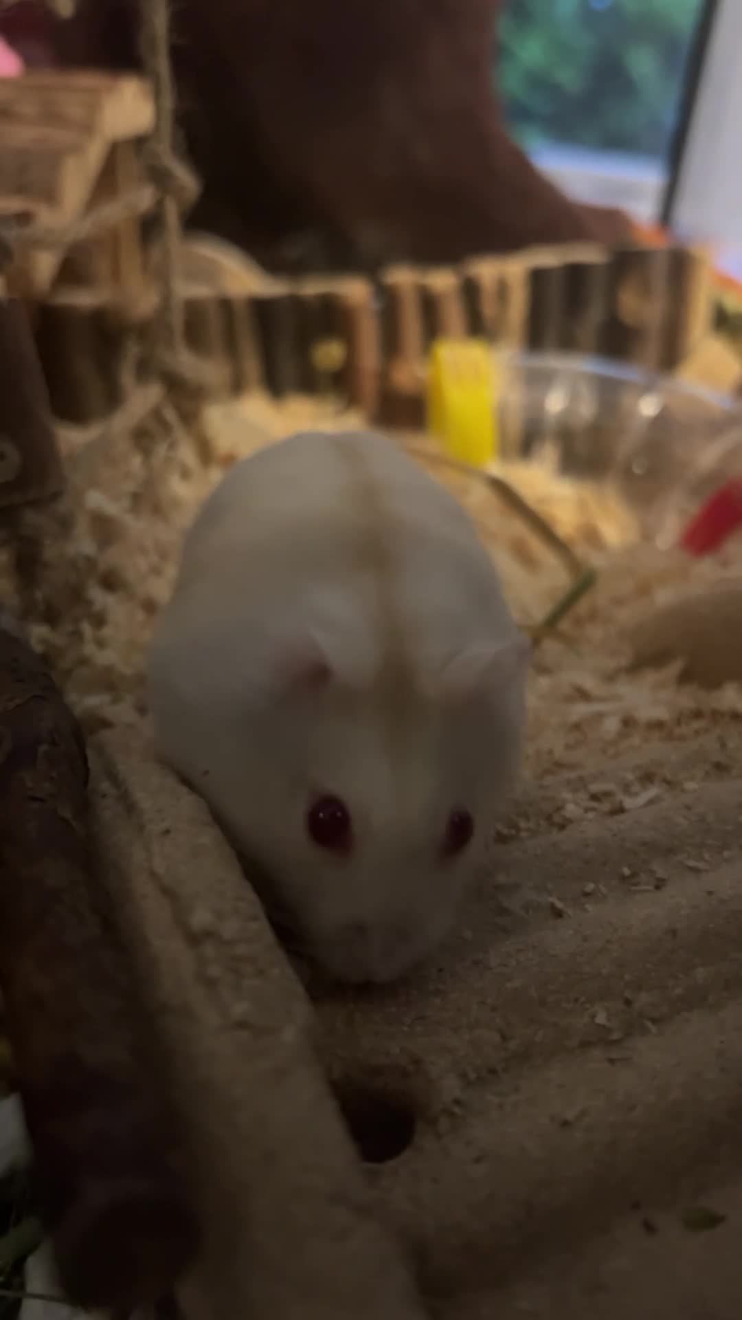 Hamster rodents for sale: Mochi  in Worthing - Video 3