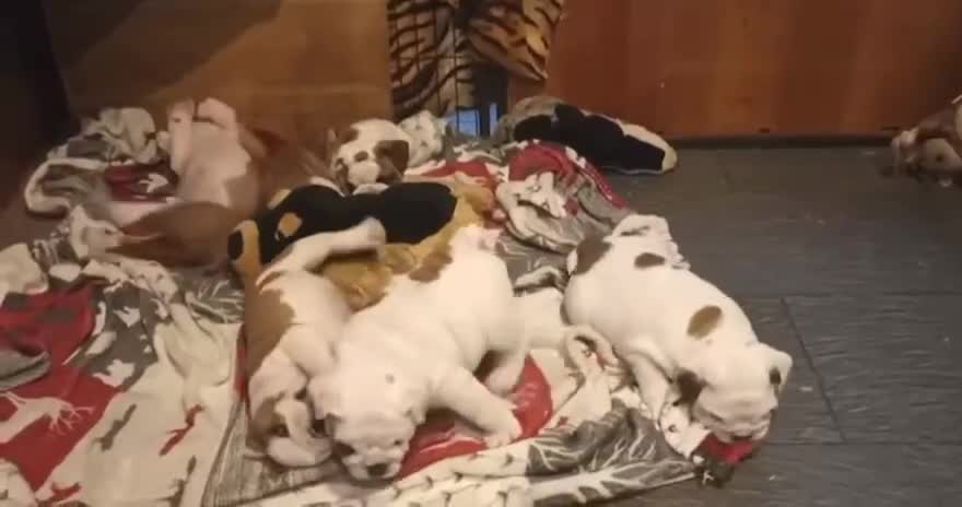 English Bulldog dogs for sale: 😍 English bulldog puppies 🥰 - Video 1