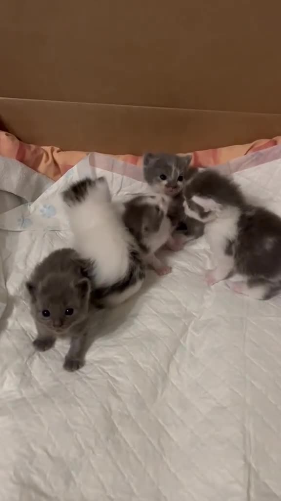 British Shorthair cats for sale: Beautiful Ragdoll x Tabby Kittens– 3 Boys/2 Girls in Manchester - Video 2