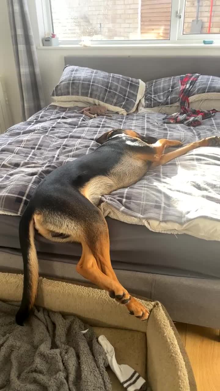 Mixed Breed dogs for sale: Reggie - Video 2