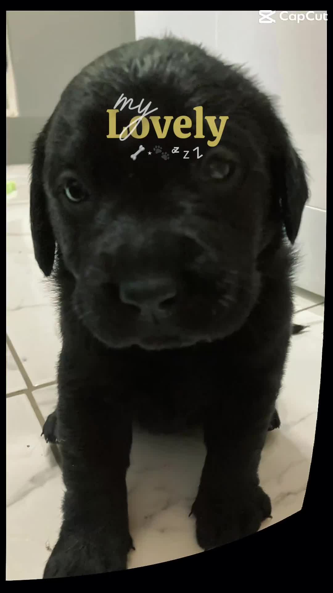 Labrador Retriever dogs for sale: 3 Color KC Labrador retriever 29. 11.2025 - Video 1