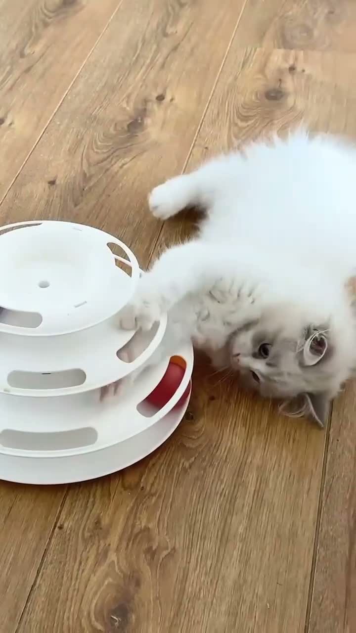 Ragdoll cats for sale: INDOOR GCCF REGISTERED RAGDOLL KITTENS - Video 2