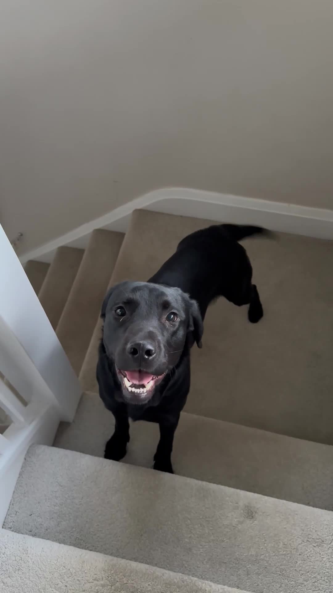 Labrador Retriever dogs for sale: Black Labrador Retriever Male in Nottingham - Video 3