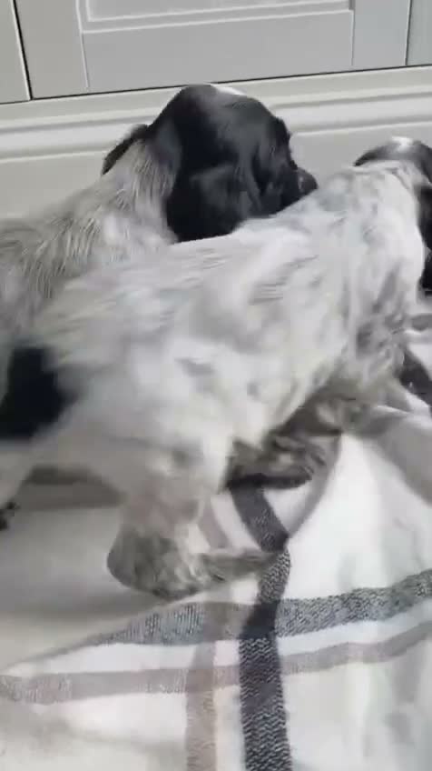 Cocker Spaniel dogs for sale: Beatiful Cocker spaniel puppies - Video 1