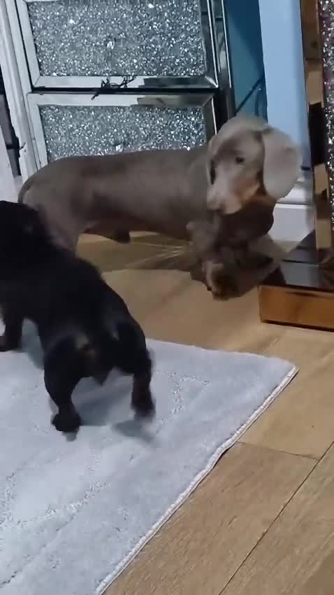 Miniature Dachshund dogs for sale: Miniature daschund  - Video 3