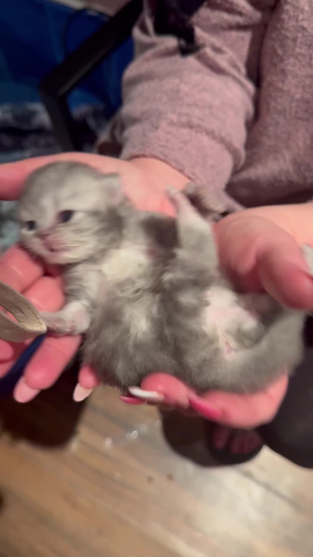 Maine Coon cats for sale: Main coon adorable kittens  - Video 1