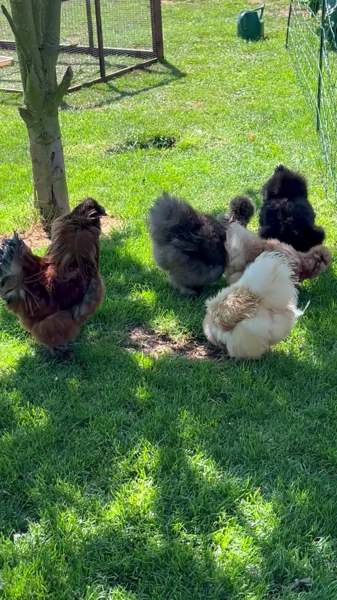 Chickens poultry for sale: Hatching eggs  - Video 1