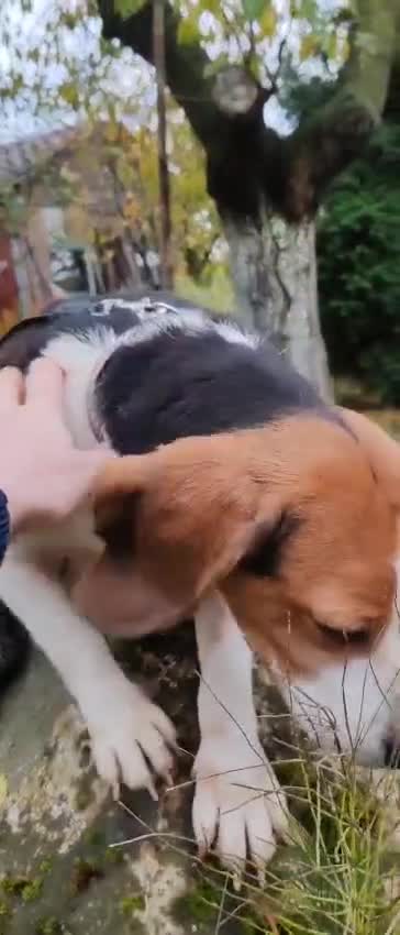 Beagle dogs for adoption: Mona - female Beagle - Video 1
