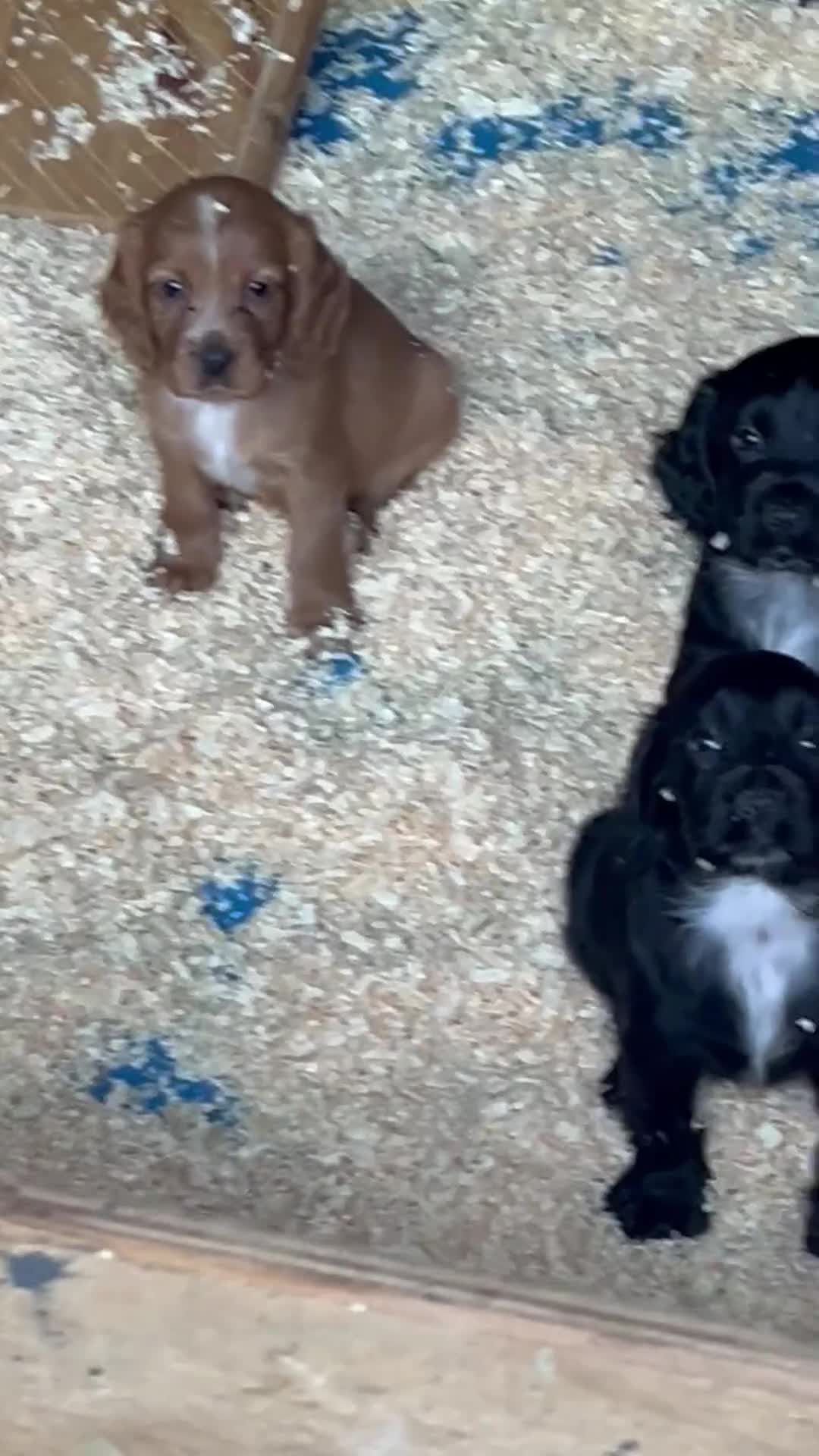 Cocker Spaniel dogs for sale: Stunning KC WCS pups - Video 2