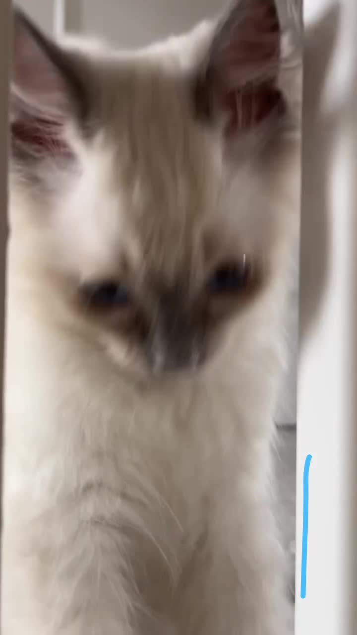 Ragdoll cats for sale: ✨Adorable Male ragdoll kitten.blue eyes grey tips - Video 1