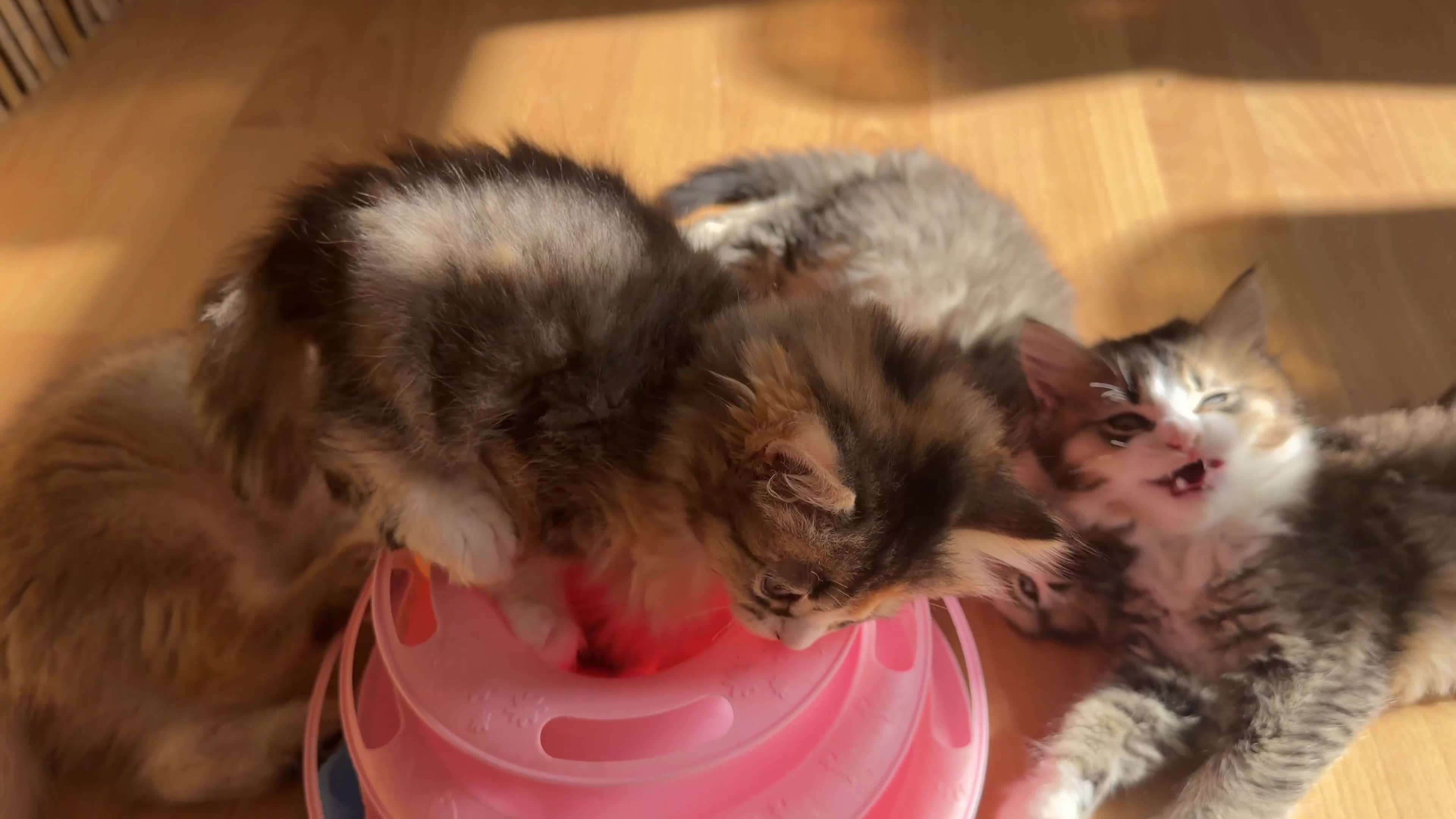 British Longhair cats for sale: Looking for a lovely home!!!!! READY TO COLLECT  - Video 3