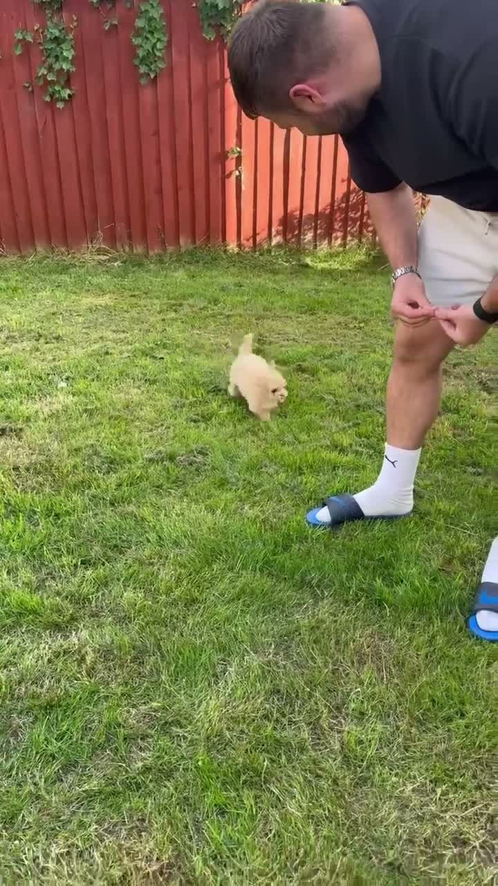 Maltipoo dogs for sale: Tiny toy Maltipoo boy  - Video 1