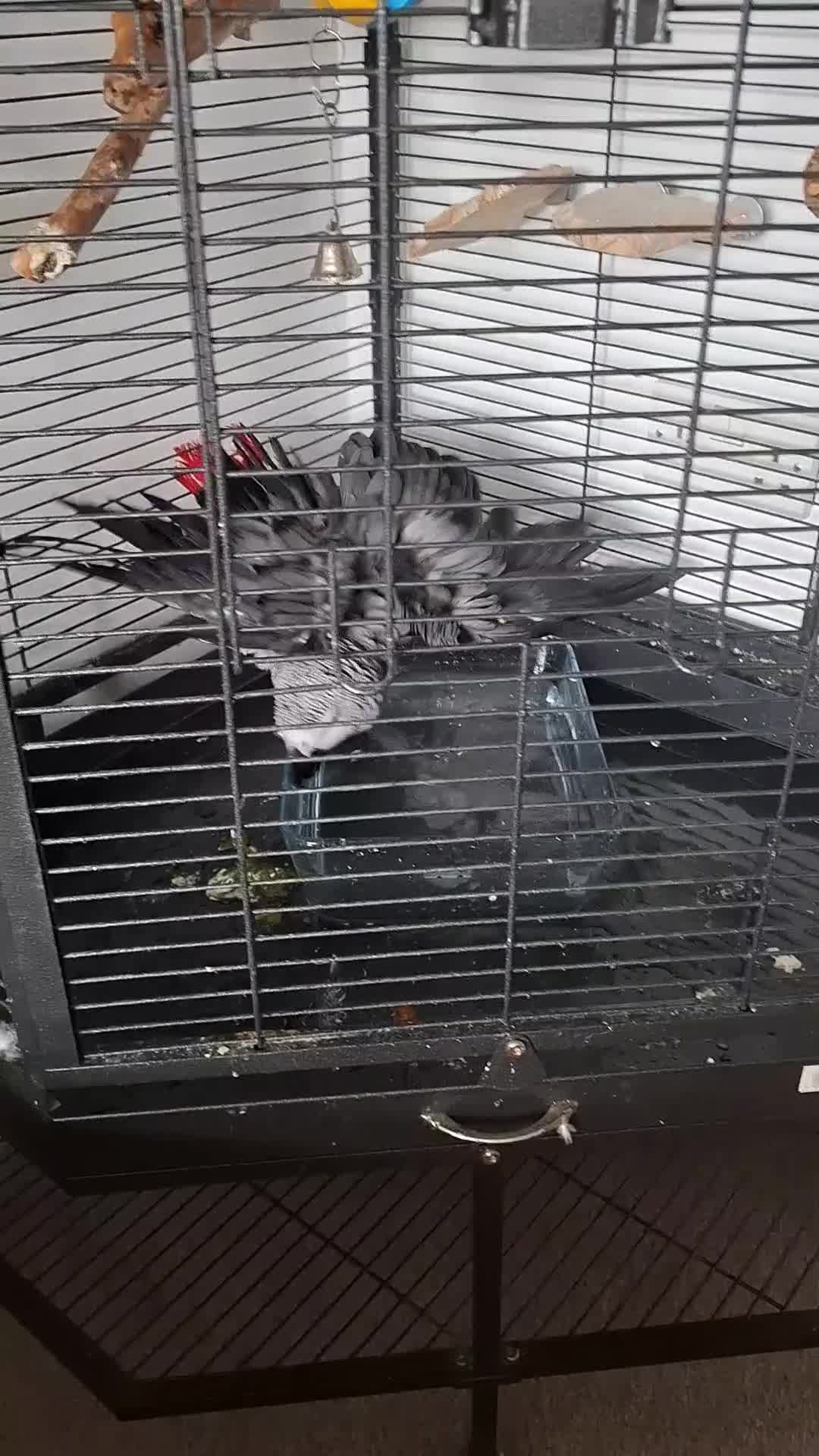Parrots birds for sale: Joey the Grey Parrot in Wakefield - Video 1