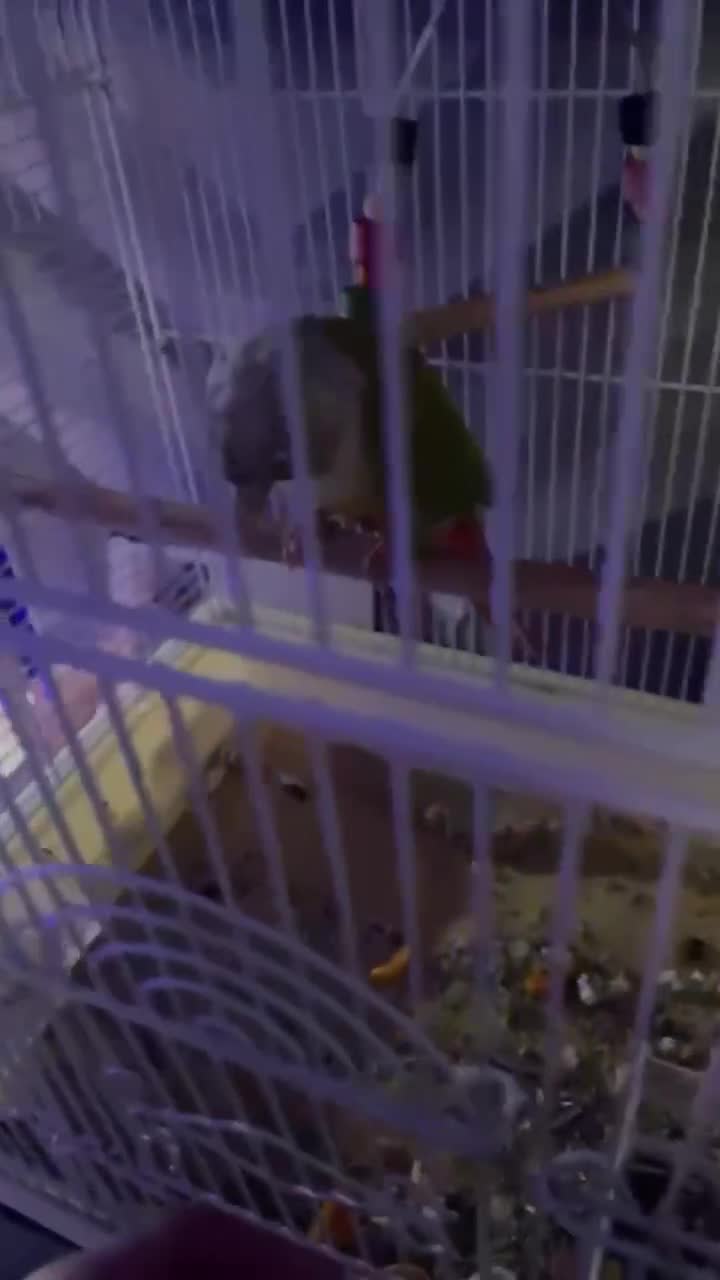 Conures birds for sale: Conure parrot - Video 1