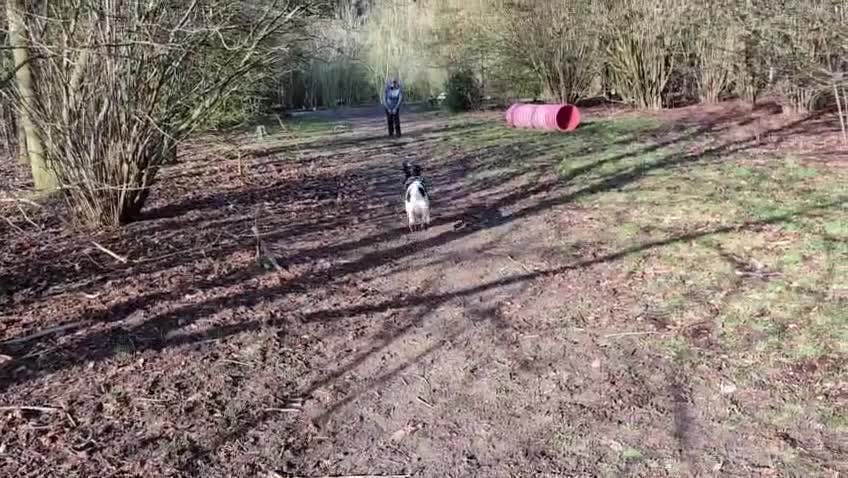 English Springer Spaniel dogs for adoption: 💙Tommy💙 2 yo Affectionate Lively Friendly boy in Gainsborough - Video 5