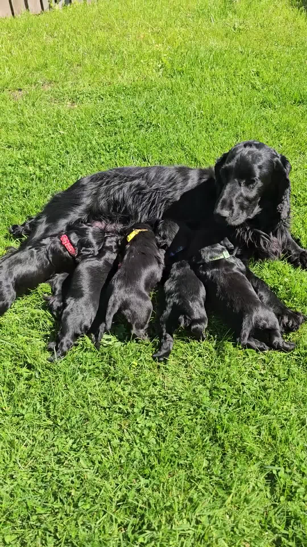 Cocker Spaniel dogs for sale: Working cocker spaniel pup - Video 2