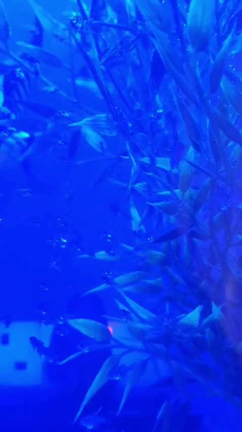 Angelfish fish for sale: Angel fish for sale  - Video 1