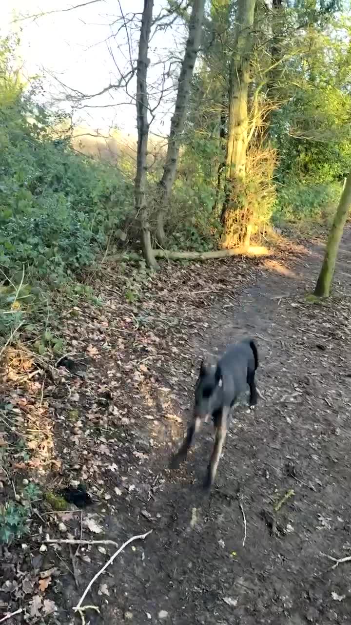 Mixed Breed dogs for sale: Love Cane Corso X Belgian Malinois  in Watford - Video 2