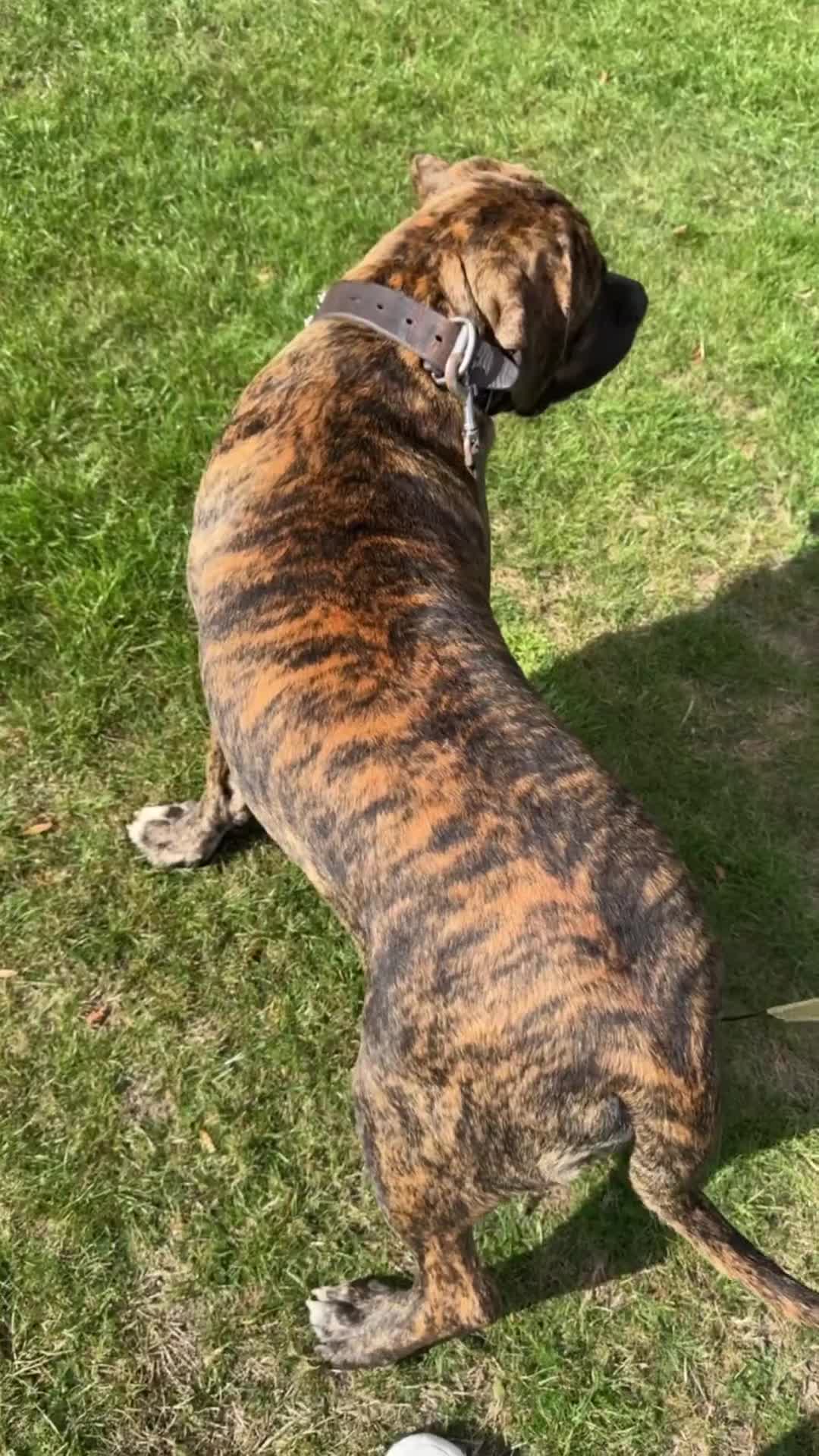 Mixed Breed dogs for sale: Very rare orange6month old tiger boy - Video 1