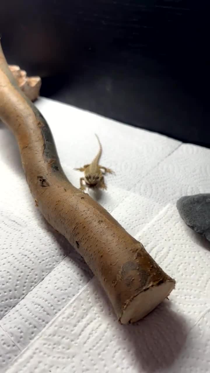 Bearded Dragon reptiles for sale: Barry the breaded dragon - Video 1