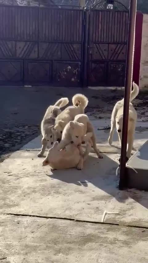 Mixed Breed dogs for adoption: 🤍 HAPPY – The Gentle Soul Who Still Believes 🐶✨ - Video 3