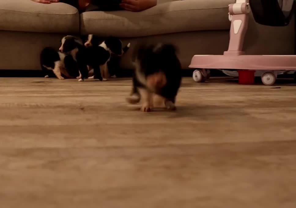 Border Collie dogs for sale: Border Collie Pups - Ellesmere Port - Video 1