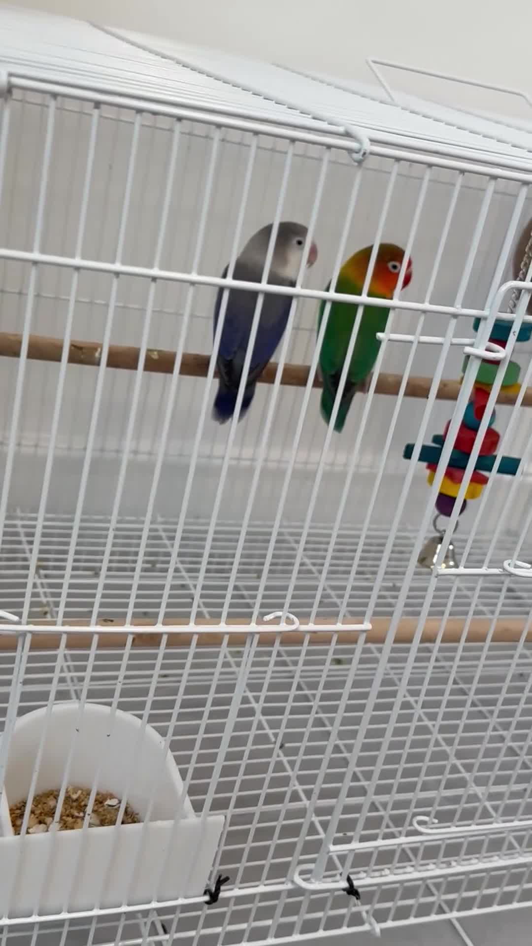 Lovebirds birds for sale: 2 Lovebirds for sale - Video 1