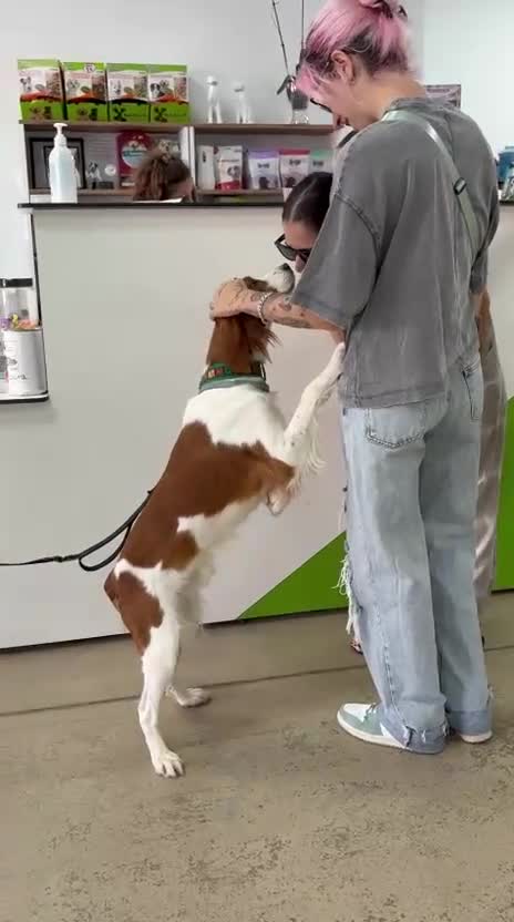 Brittany Spaniel dogs for adoption: Elvis, Brittany Cross, aged 1 in Bedford - Video 3