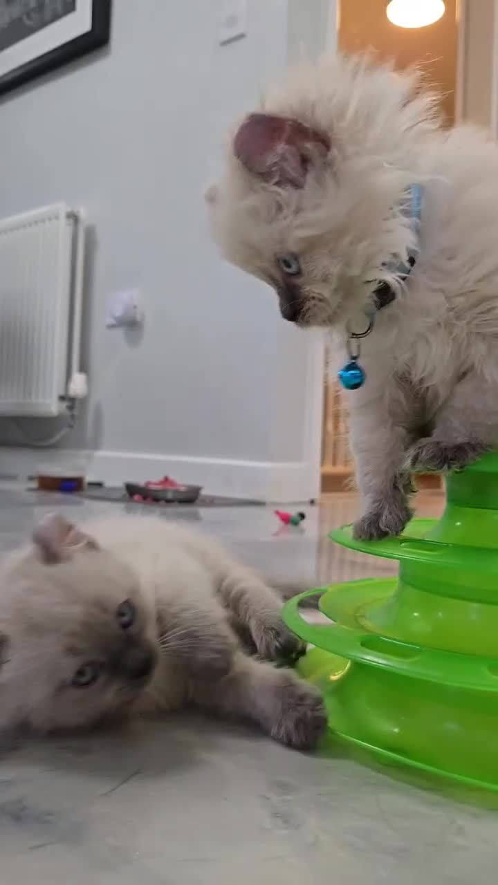 American Curl cats for sale: RARE, Unique, Affectionate American Curl Kittens!  - Video 4