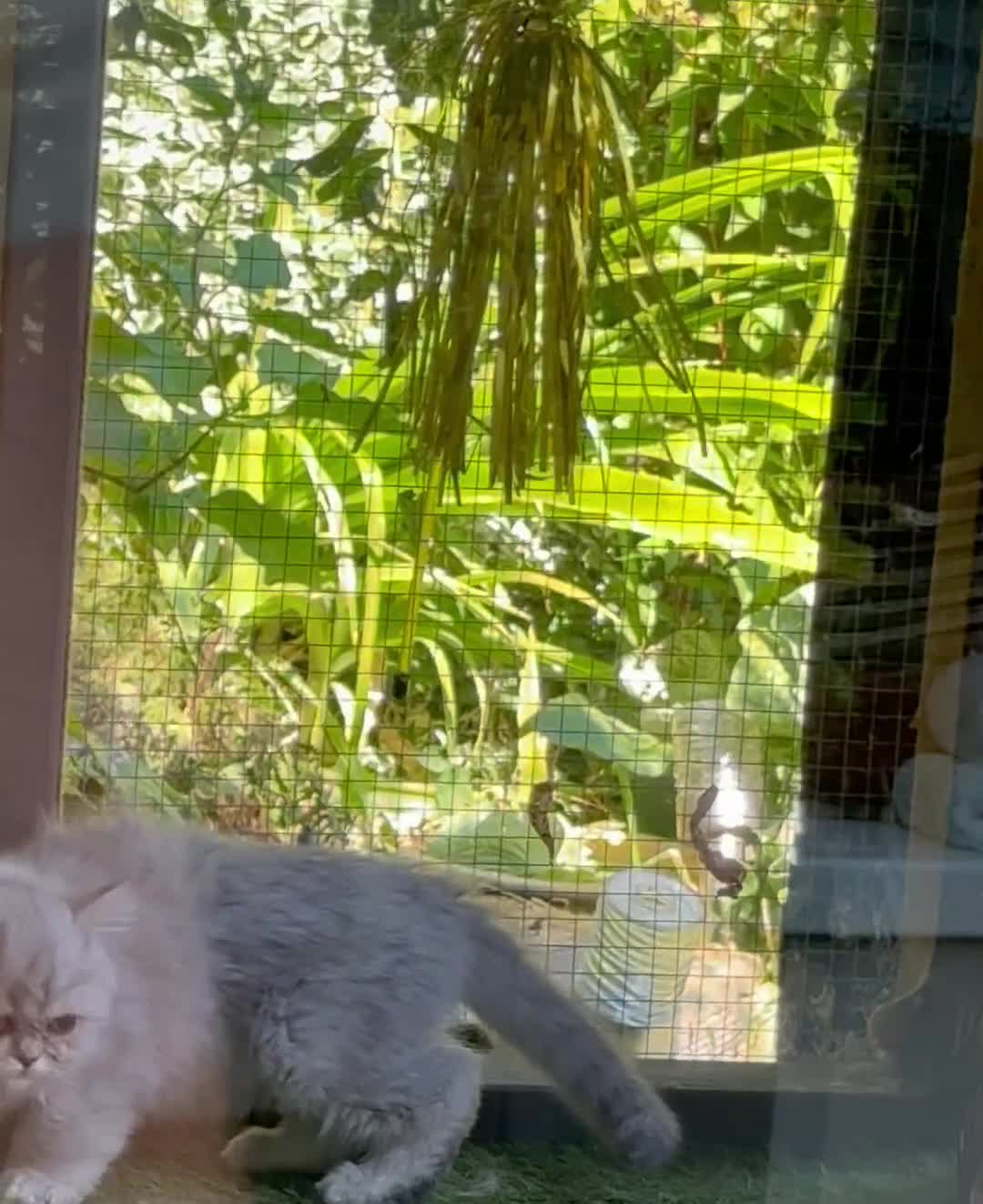 Persian cats for sale: Silver Persians waiting for for cuddles 🥰  - Video 2