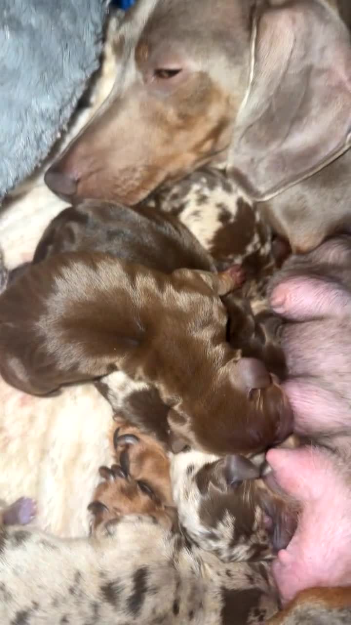 Dachshund dogs for sale: 3 boys 3 girls  - Video 1