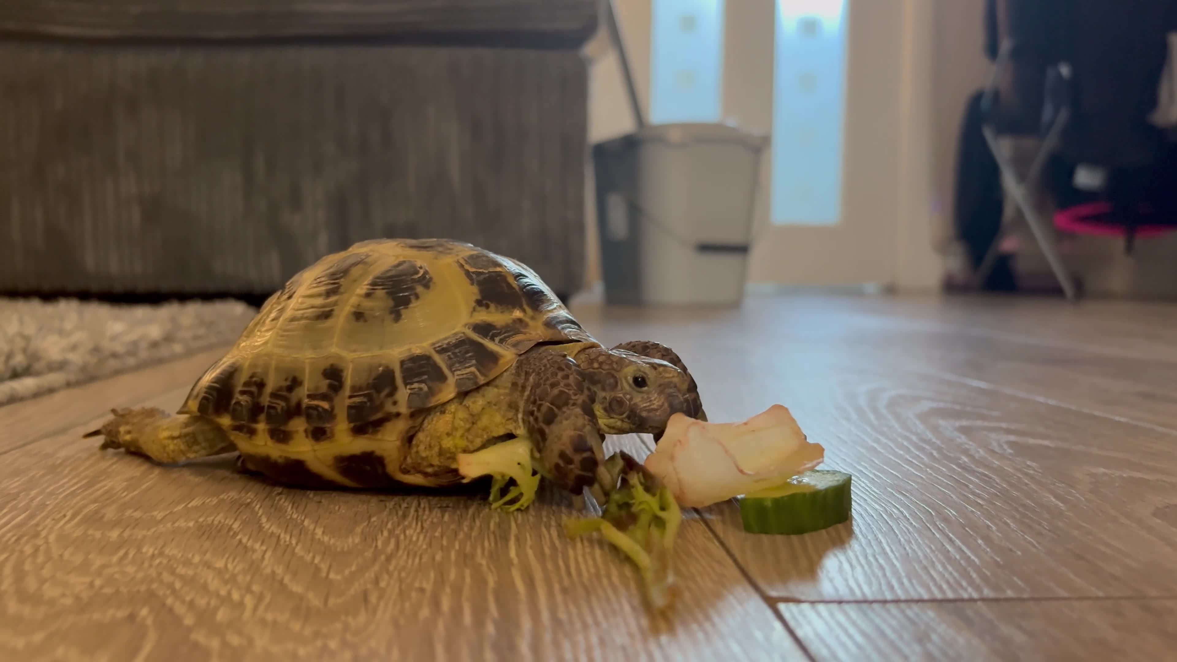 Hermann Tortoise reptiles for sale: Turbo horse field tortoise  - Video 1