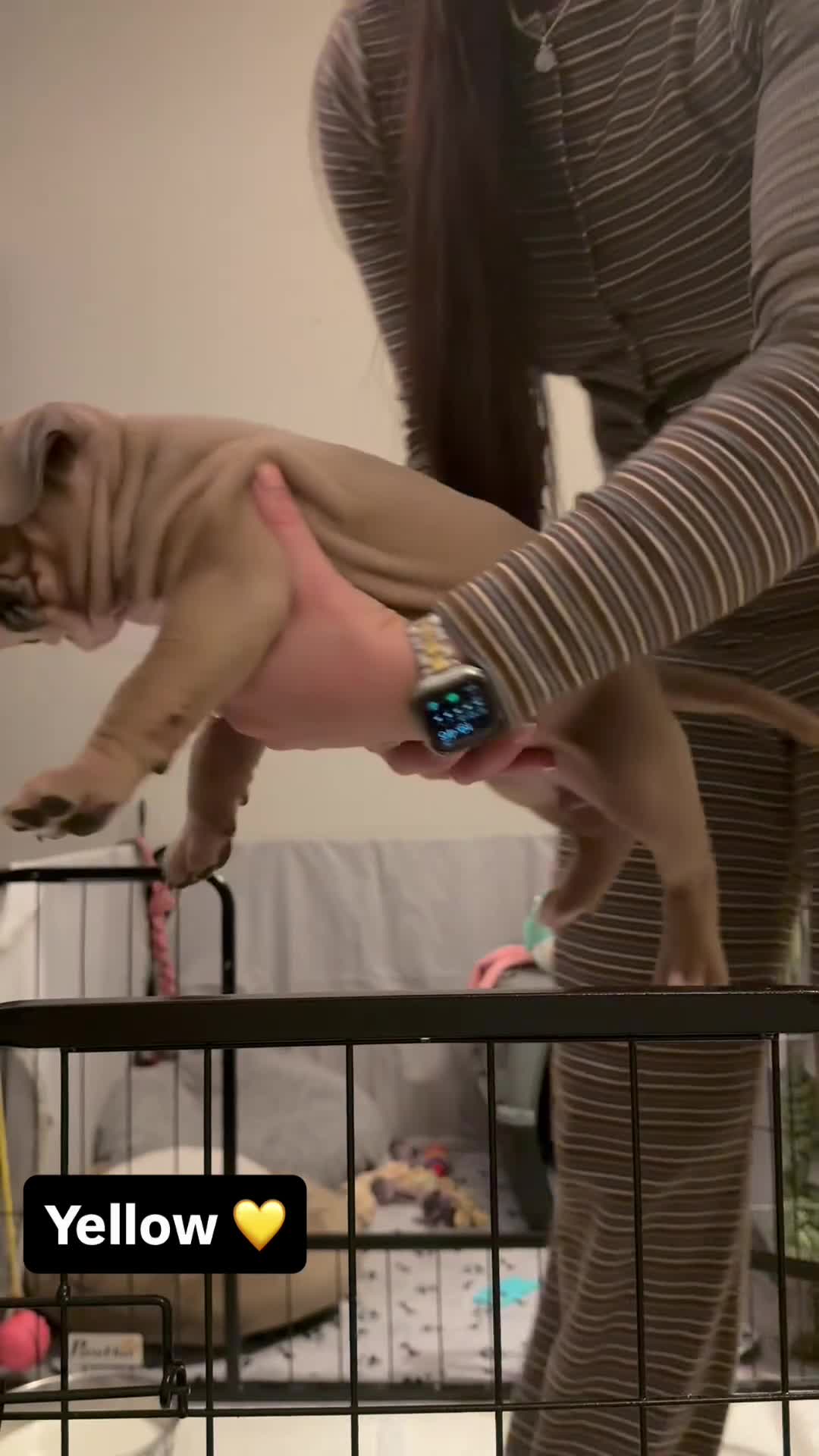 Mixed Breed dogs for sale: Pocket Bully Cross/ American Bully - Video 4