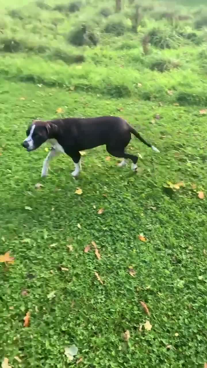 Pointer dogs for adoption: Phoebe, cuddly pointer girl, ready for her forever - Video 1
