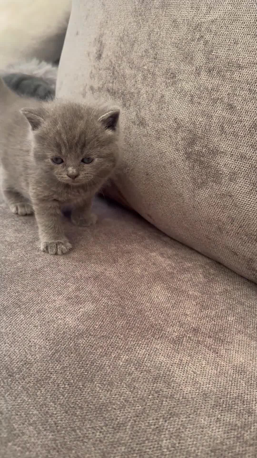 British Shorthair cats for sale: Stunning British Shorthair Kittens  - Video 2