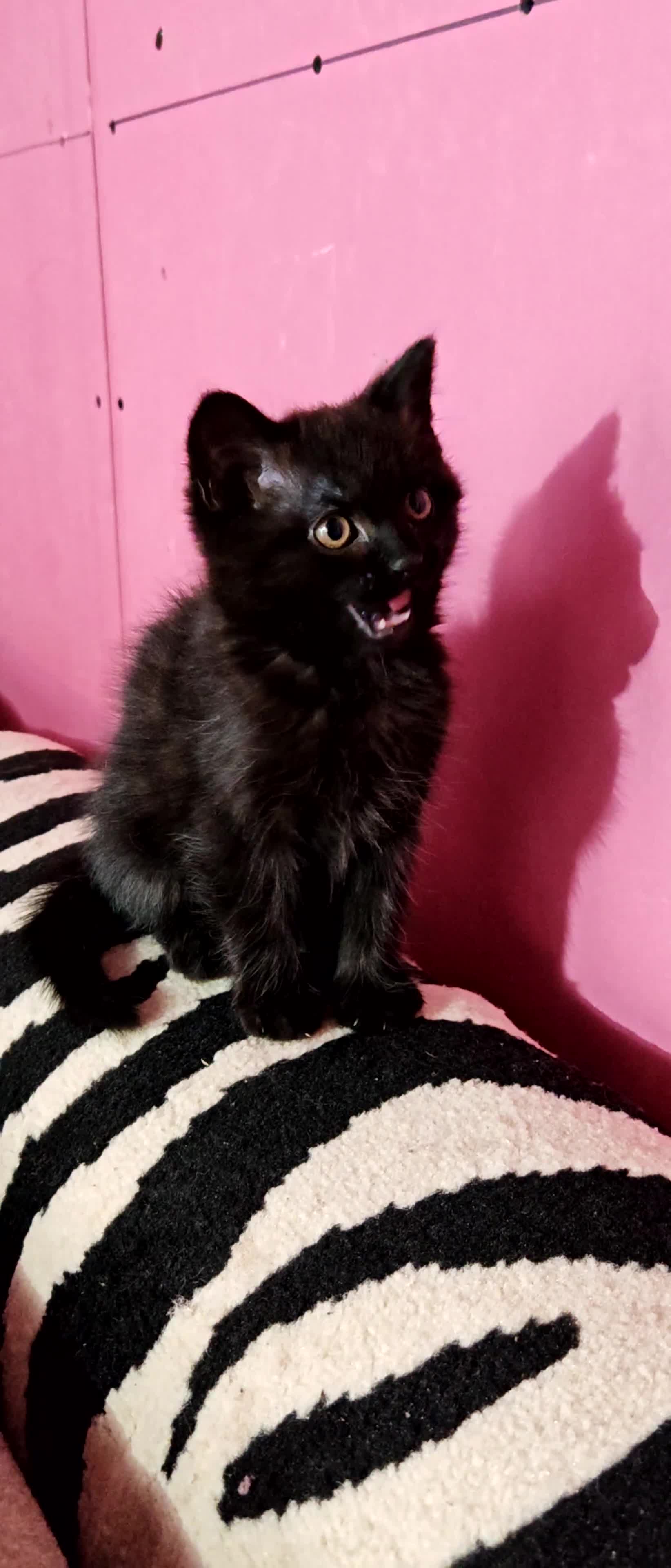 Mixed Breed cats for sale: Gorgeous black kitten looking for his forever home - Video 1