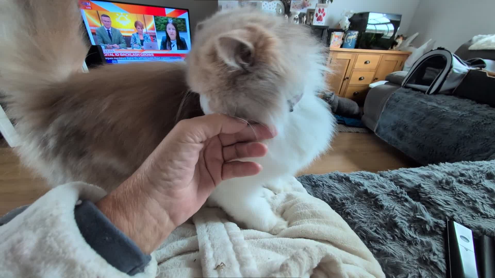 British Longhair cats for sale: Beautiful GrCh female - Video 1