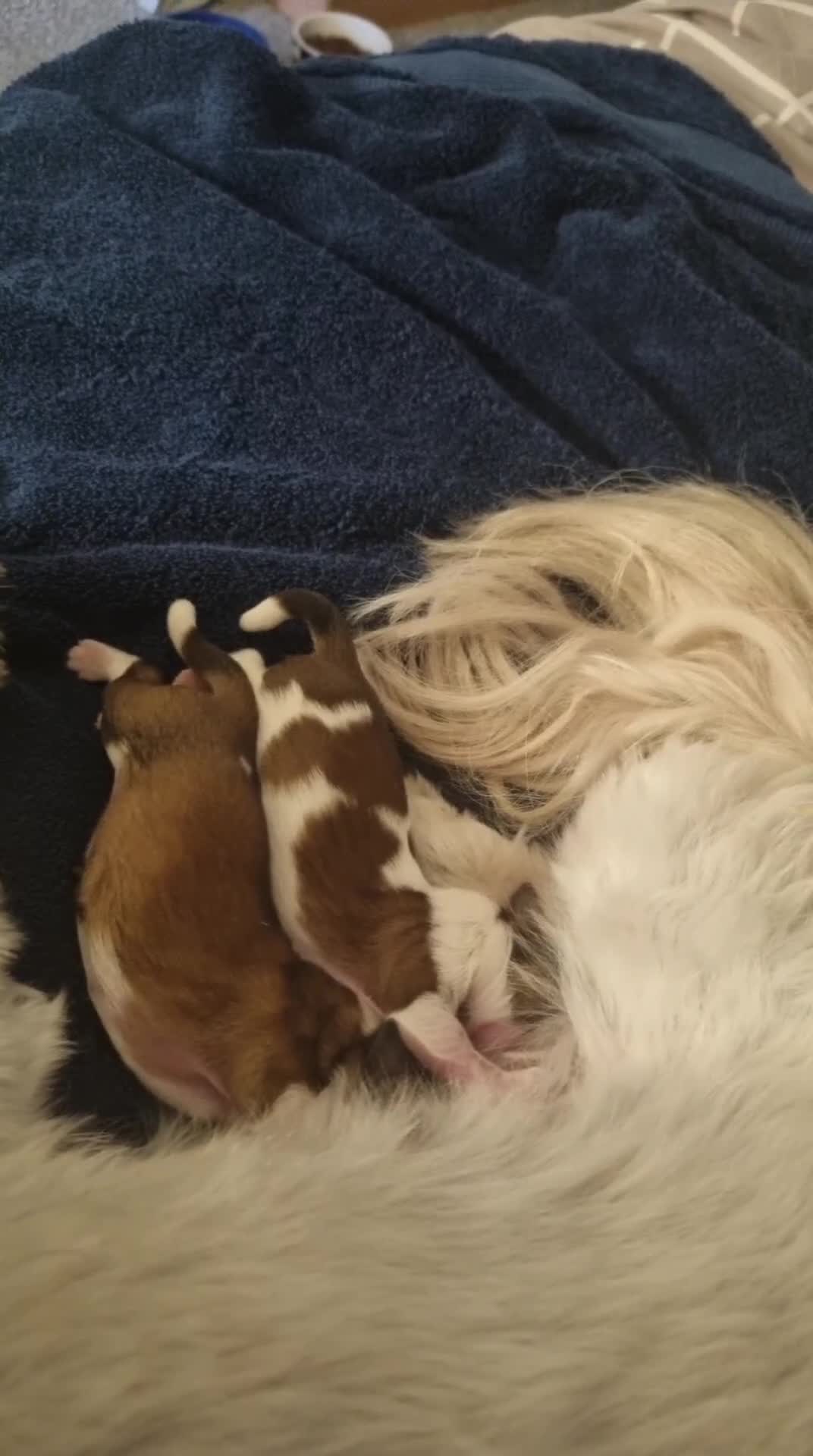 Shih Tzu dogs for sale: 2 beautiful shih tzu boys - Video 1