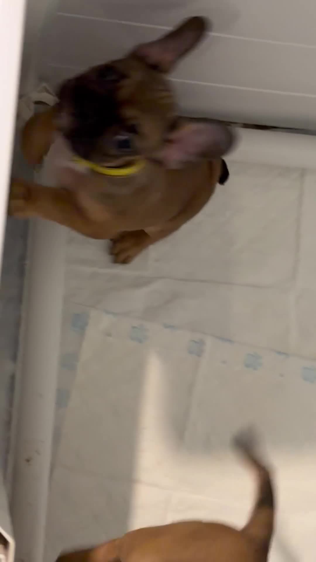 French Bulldog dogs for sale: READY NOW🐾 4 beautiful girls  - Video 1