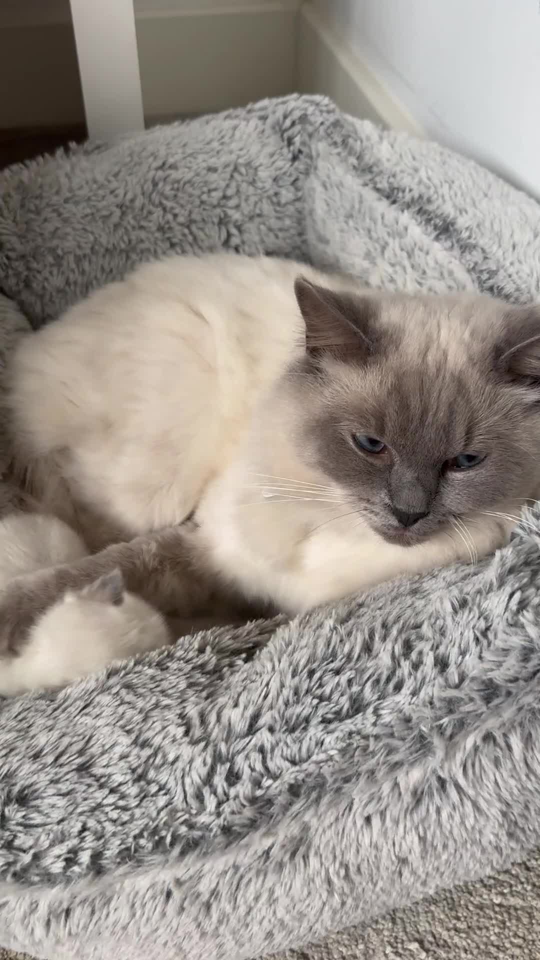 Ragdoll cats for sale: Absolutely Stunning litter of pure Ragdoll kittens - Video 2