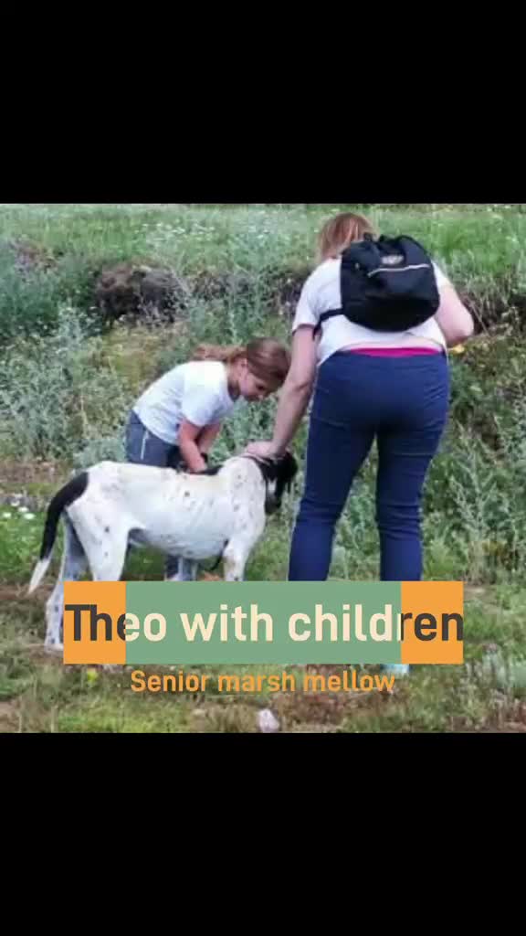 Mixed Breed dogs for adoption: Theodore, 8-10 yrs old. Available for adoption. in Brixham - Video 1