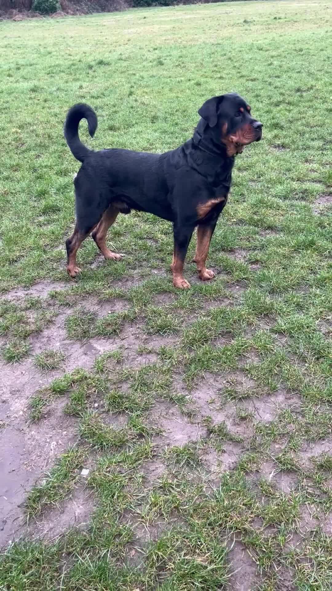 Rottweiler dogs for stud: Looking a female Rottweiler to breed with my male  in London - Video 1