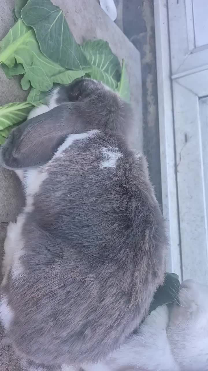 French Lop rabbits for sale: Giant breed french lops pure bred giants - Video 2