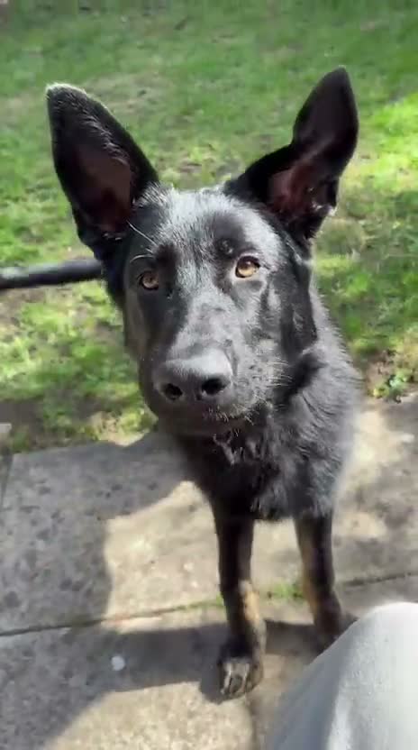 German Shepherd dogs for sale: 5 month German Shepard- working line  - Video 2