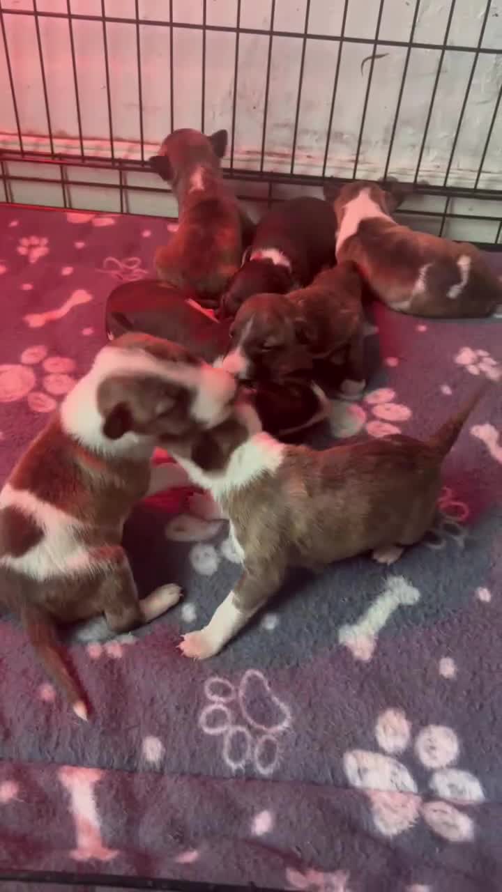 Miniature Bull terrier dogs for sale: Miniature bull terrier puppies  - Video 3