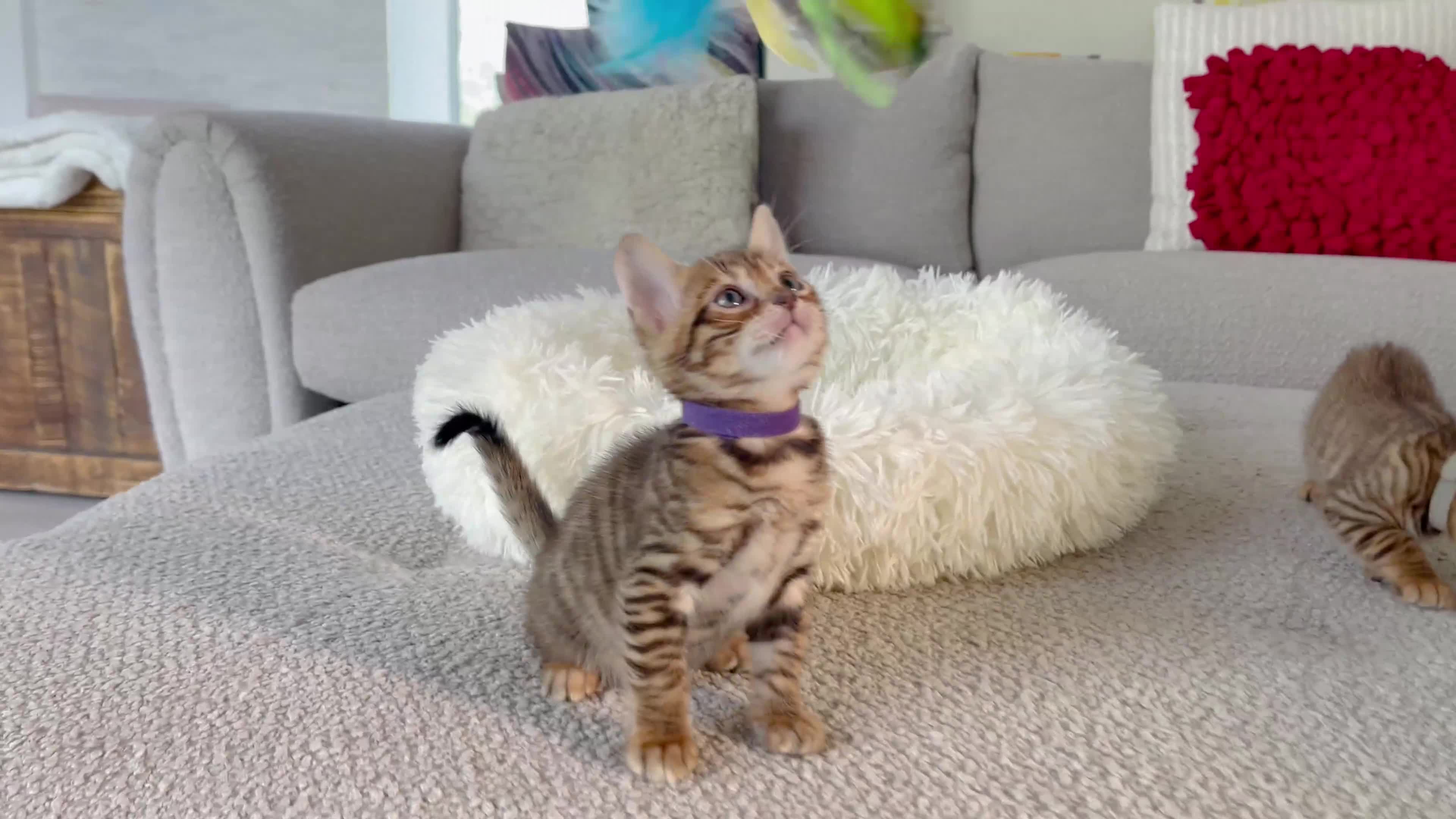 Toyger cats for sale: Full Pedigree Toyger Kittens Last Litter of 2025 - Video 3