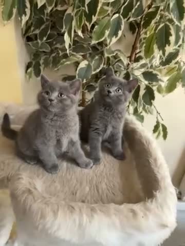 British Shorthair cats for sale: British Short Hair Kittens in Camberley - Video 1