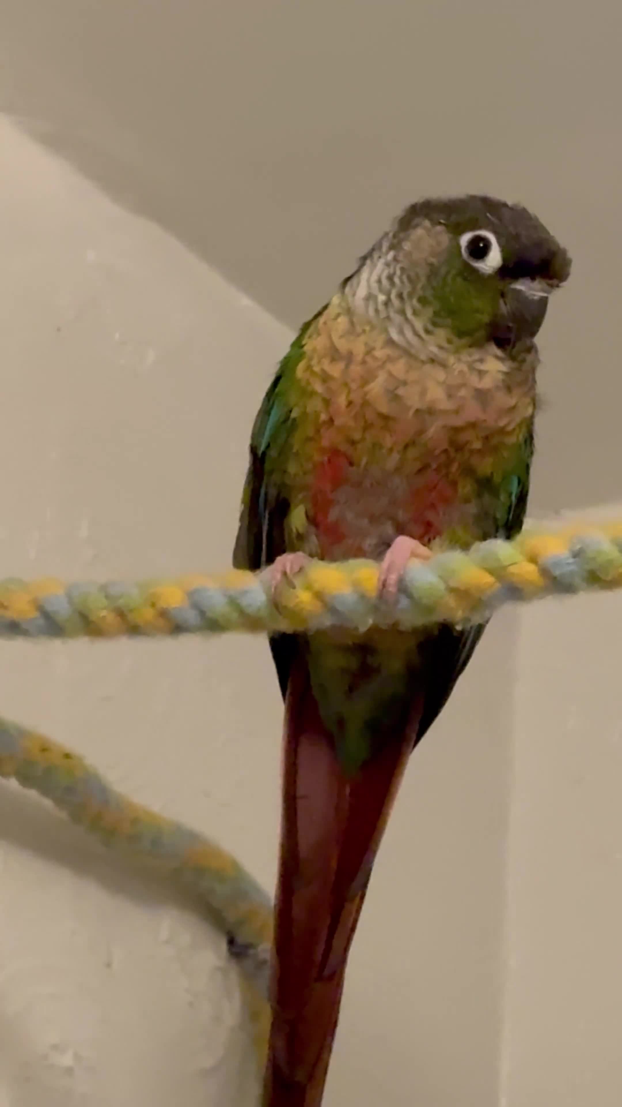 Conures birds for sale: Green cheek conures - Video 1